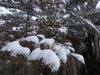Wallpaper - Quetta Snowfall January 2012 (7) - 4608 x 3456